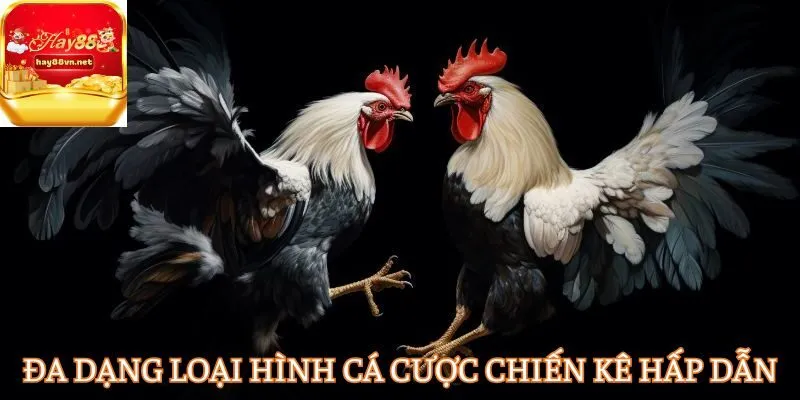 Đa dạng loại hình cá cược chiến kê hấp dẫn