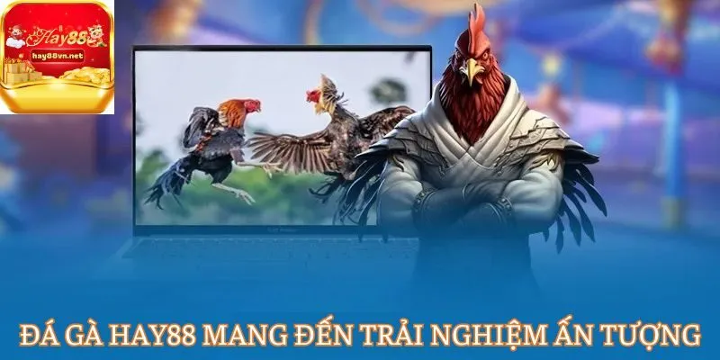 Đá gà HAY88 mang đến trải nghiệm ấn tượng