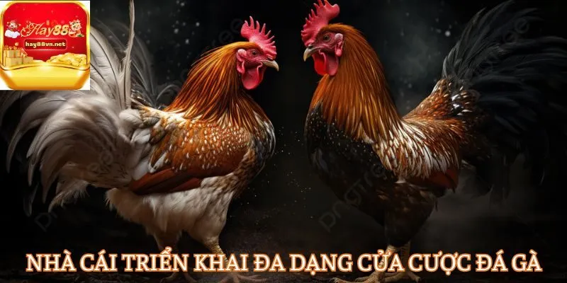Nhà cái triển khai đa dạng cửa cược đá gà